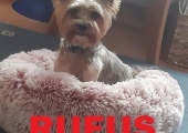 Rufus (Kopiowanie)
